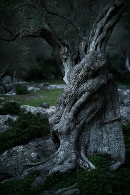 Unveiling the Benefits of Professional Tree Stump